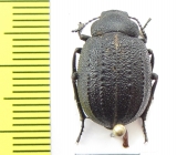 Stalagmoptera hybrida tadzhika  Uzbekistan - INSECTS-STORE.RU