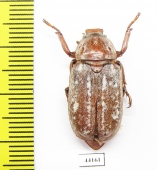 Anoxia orientalis  Greece - INSECTS-STORE.RU