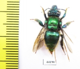 Hymenoptera sp.  Peru - INSECTS-STORE.RU