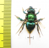 Hymenoptera sp.  Peru - INSECTS-STORE.RU