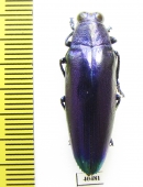Chrysochroa fulminans  Indonesia, Java - INSECTS-STORE.RU