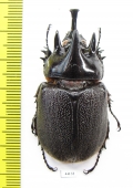 Heterogomphus flohri, male  Mexico 45mm - INSECTS-STORE.RU