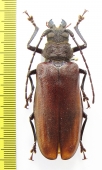 Gnathonyx piceipennis, female  Indonesia, Papua - INSECTS-STORE.RU
