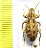 Sepidiini, Vieta muscosa  Tanzania - INSECTS-STORE.RU