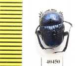 Gymnopleurus sp.  Tanzania - INSECTS-STORE.RU