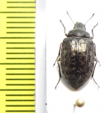 Nyctopetus rengoensis  Chile - INSECTS-STORE.RU