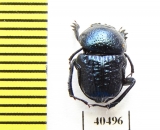 Gymnopleurus sp.  Tanzania - INSECTS-STORE.RU