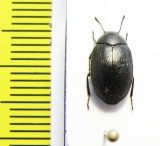 Tenebrionidae sp.  Argentina - INSECTS-STORE.RU