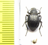 Lasiostola laticollis  Uzbekistan - INSECTS-STORE.RU