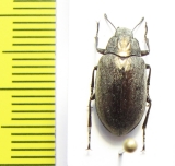 Bothrotes canaliculatus acutus  USA - INSECTS-STORE.RU