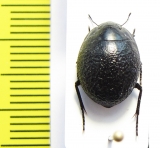 Gyrosis orbicularis  Namibia - INSECTS-STORE.RU