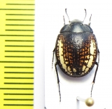 Calosis amabilis  Namibia - INSECTS-STORE.RU