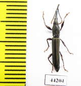 Brentidae sp.  Madagascar - INSECTS-STORE.RU