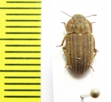 Tenebrionidae sp.  Argentina - INSECTS-STORE.RU