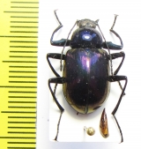 Tenebrionidae sp.  Vietnam - INSECTS-STORE.RU