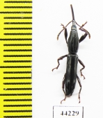 Brentidae sp.  Madagascar - INSECTS-STORE.RU