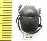 Scarabaeus viator  Namibia - INSECTS-STORE.RU