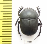 Scarabaeus viator  Namibia - INSECTS-STORE.RU