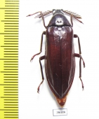 Callirhipidae sp.  Malaysia - INSECTS-STORE.RU