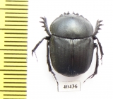 Scarabaeus viator  Namibia - INSECTS-STORE.RU