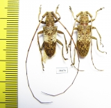 Cerambycidae sp., pair  Malaysia - INSECTS-STORE.RU