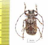 Cerambycidae sp.  Malaysia - INSECTS-STORE.RU