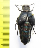 Meloe variegata  Turkey - INSECTS-STORE.RU