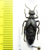 Meloe rugosus  Russia - INSECTS-STORE.RU