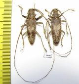 Acalolepta sp., pair  Malaysia - INSECTS-STORE.RU