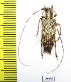 Cerambycidae sp.  Malaysia - INSECTS-STORE.RU