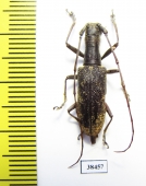 Gnoma sp.  Malaysia - INSECTS-STORE.RU