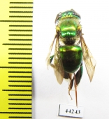 Hymenoptera sp.  Peru - INSECTS-STORE.RU