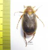 Sparrmannia sp.  South Africa Rep. - INSECTS-STORE.RU