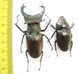 Lucanus cervus, pair  Russia, Voronezh  64mm - INSECTS-STORE.RU