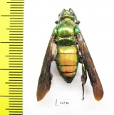 Hymenoptera sp.  Peru - INSECTS-STORE.RU