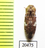 Elateridae sp.  Madagascar - INSECTS-STORE.RU