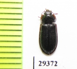 Grynocharis oblonga  Russia, Tver reg. - INSECTS-STORE.RU