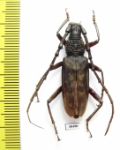 Cerambycidae sp.  Malaysia, Borneo - INSECTS-STORE.RU