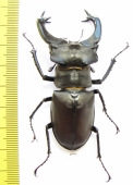 Lucanus cervus, male  Russia, Voronezh  68mm - INSECTS-STORE.RU
