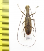 Gnoma sp.  Malaysia, Borneo - INSECTS-STORE.RU