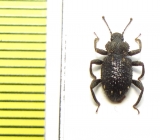 Zopheridae sp.  Indonesia, Sumatra - INSECTS-STORE.RU