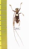Olenecamptus sp.  Malaysia, Borneo - INSECTS-STORE.RU