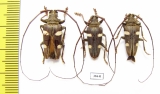 Cereopsius sexmaculatus  Malaysia, Borneo - INSECTS-STORE.RU