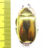 Chrysina aurigans  Costa Rica - INSECTS-STORE.RU