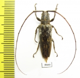 Cerambycidae sp.  Malaysia, Borneo - INSECTS-STORE.RU