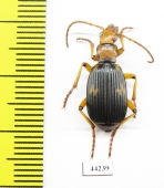 Carabidae sp.  Zimbabwe - INSECTS-STORE.RU
