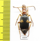 Carabidae sp.  Zimbabwe - INSECTS-STORE.RU