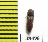 Eucnemidae sp.  South Africa Rep. - INSECTS-STORE.RU