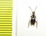 Anthicidae, Anthelephila sp.  Thailand - INSECTS-STORE.RU