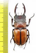 Odontolabis nishiyamai  Indonesia, Flores 44mm - INSECTS-STORE.RU